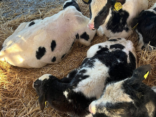 Old Down Country Park & Weddings-Old Down必去景点