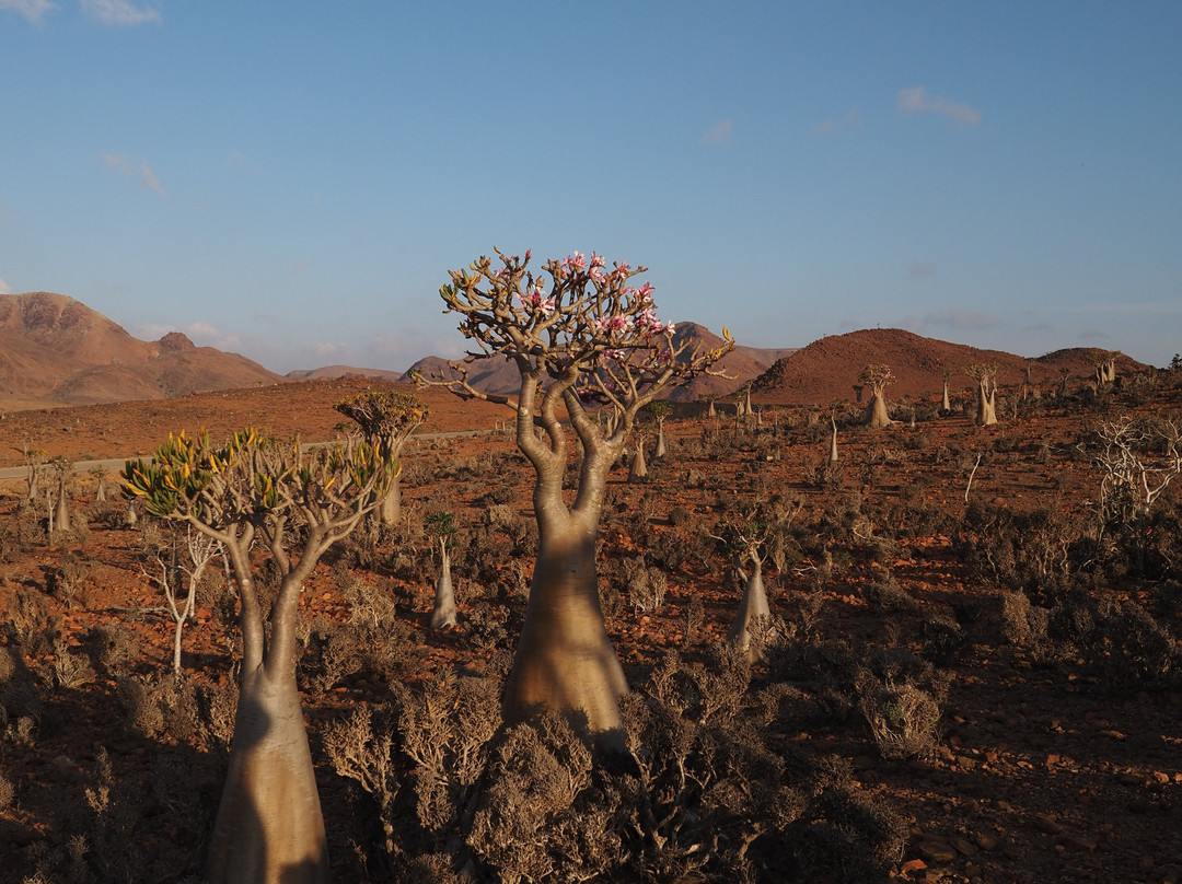 Socotra Nights-Hadiboh必去景点
