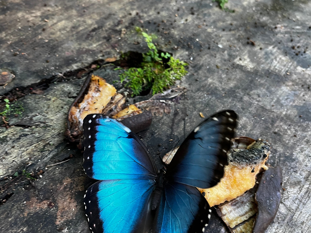 Royal Butterflies-哈科必去景点