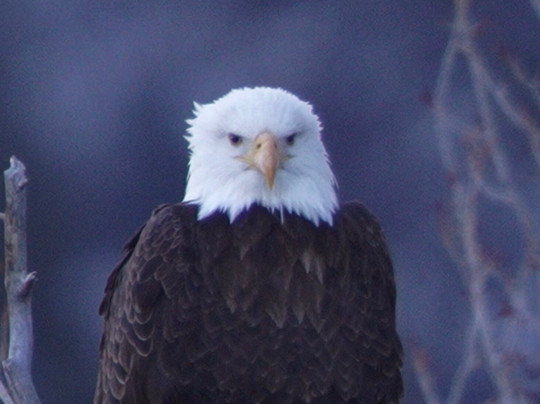 BrushBuck Wildlife Tours-杰克逊必去景点