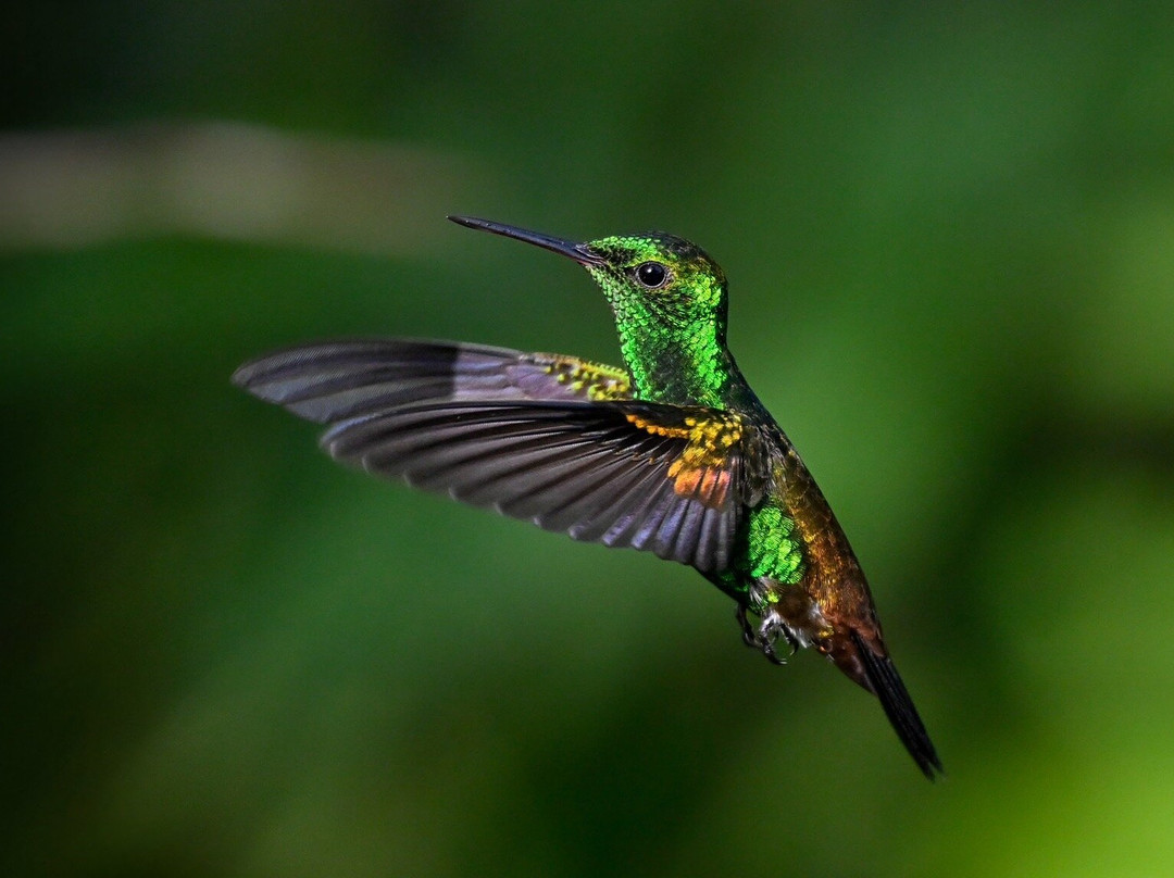 Bajnath's Estate Hummingbird Sanctuary-Matura必去景点