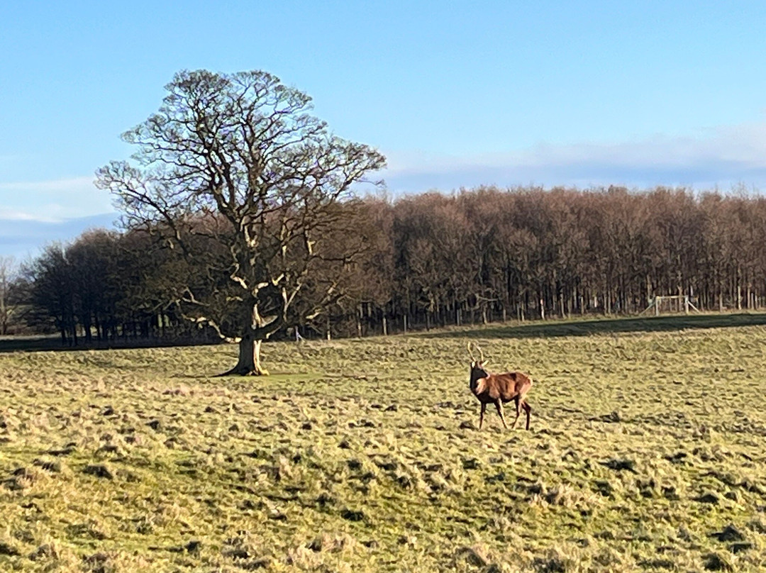 Raby Castle, Park And Gardens-Staindrop必去景点