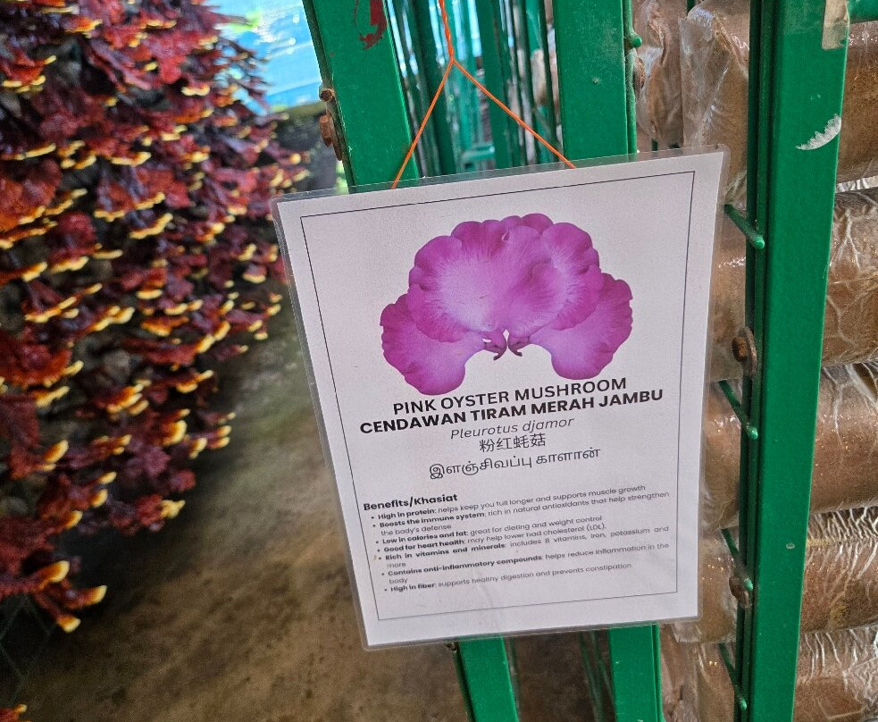 Wonder Farm Mushroom-太平必去景点