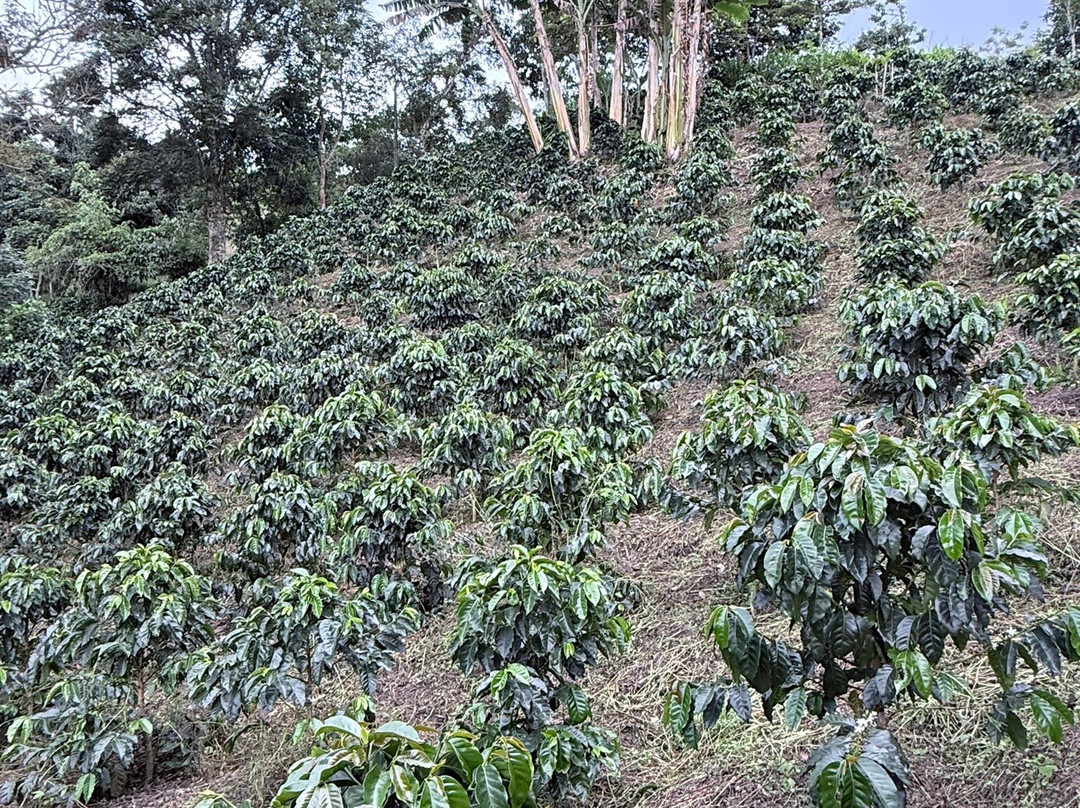 Las Acacias Coffee Farm-萨伦托必去景点