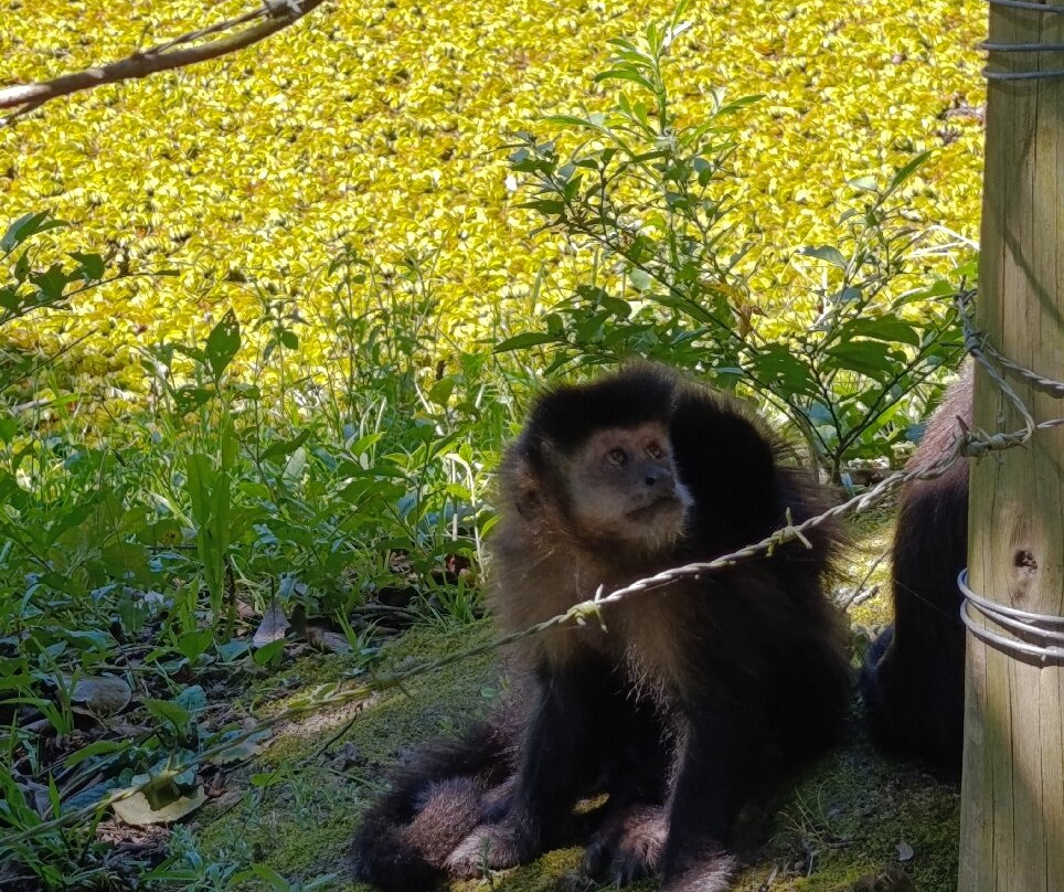 Morro dos Macacos-Passo de Torres必去景点