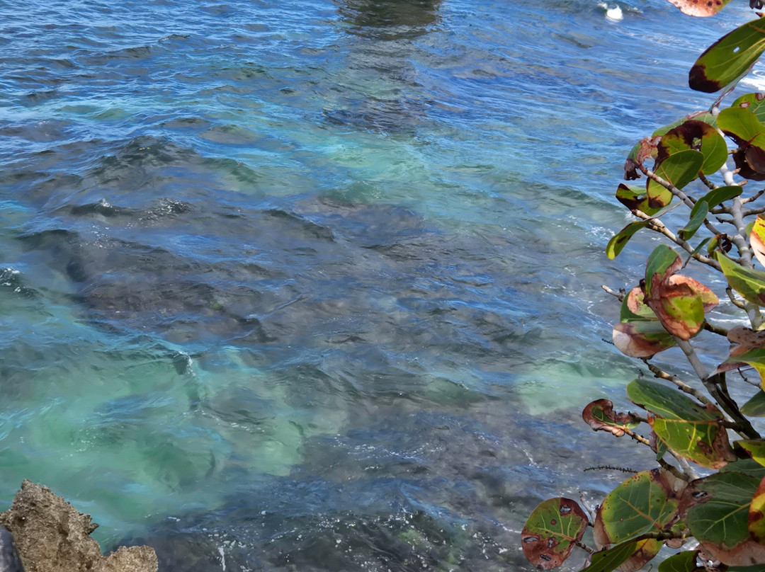 Abel Bustamante - Tour Guide-Manzanillo必去景点