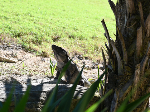 El Tinto Golf Course-坎昆必去景点