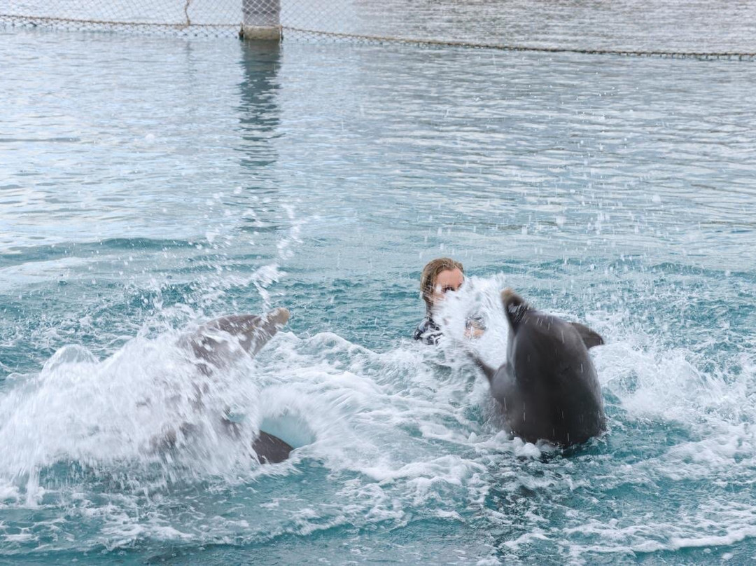 Dolphin Academy Curacao-威廉斯塔德必去景点