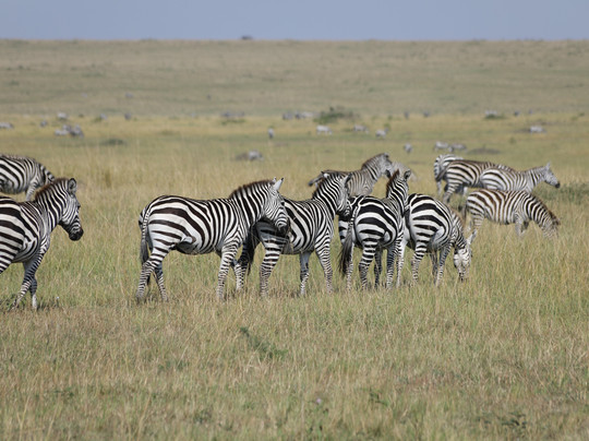 Tazama Africa Holidays-内罗毕必去景点