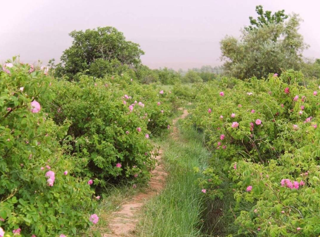 Trekking Randonnee Vallee des roses Maroc-厄尔克拉莫戈纳必去景点