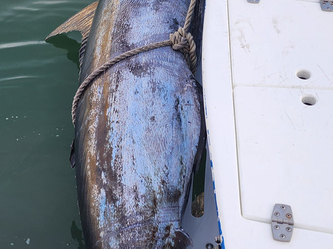 Cabo Sportfishing Crew-卡波圣卢卡斯必去景点
