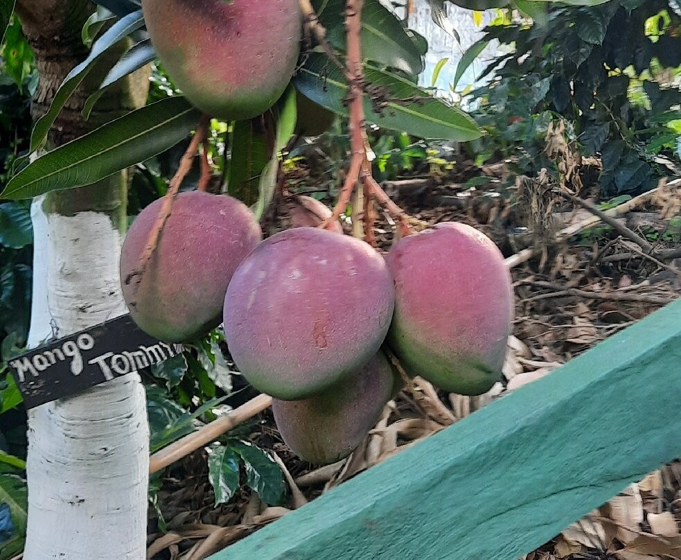 Vilcaroma Coffee-Vilcabamba必去景点