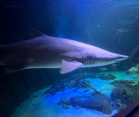 Oceanic Aquarium-康泊琉海水浴场必去景点