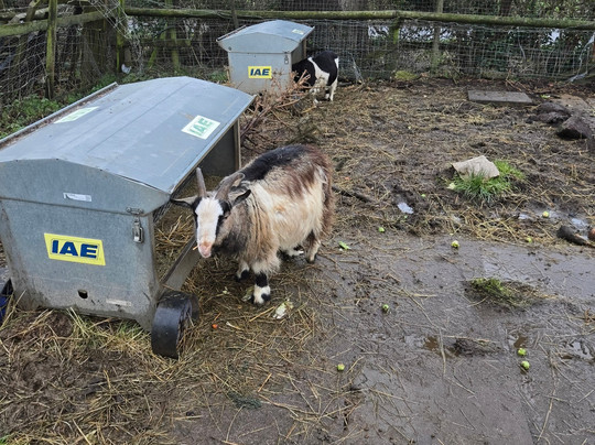 Lucky Tails Alpaca Farm-Atherstone必去景点