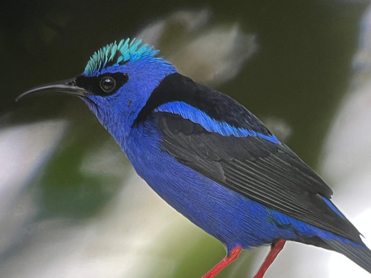 Costa Rica Focus-圣何塞必去景点