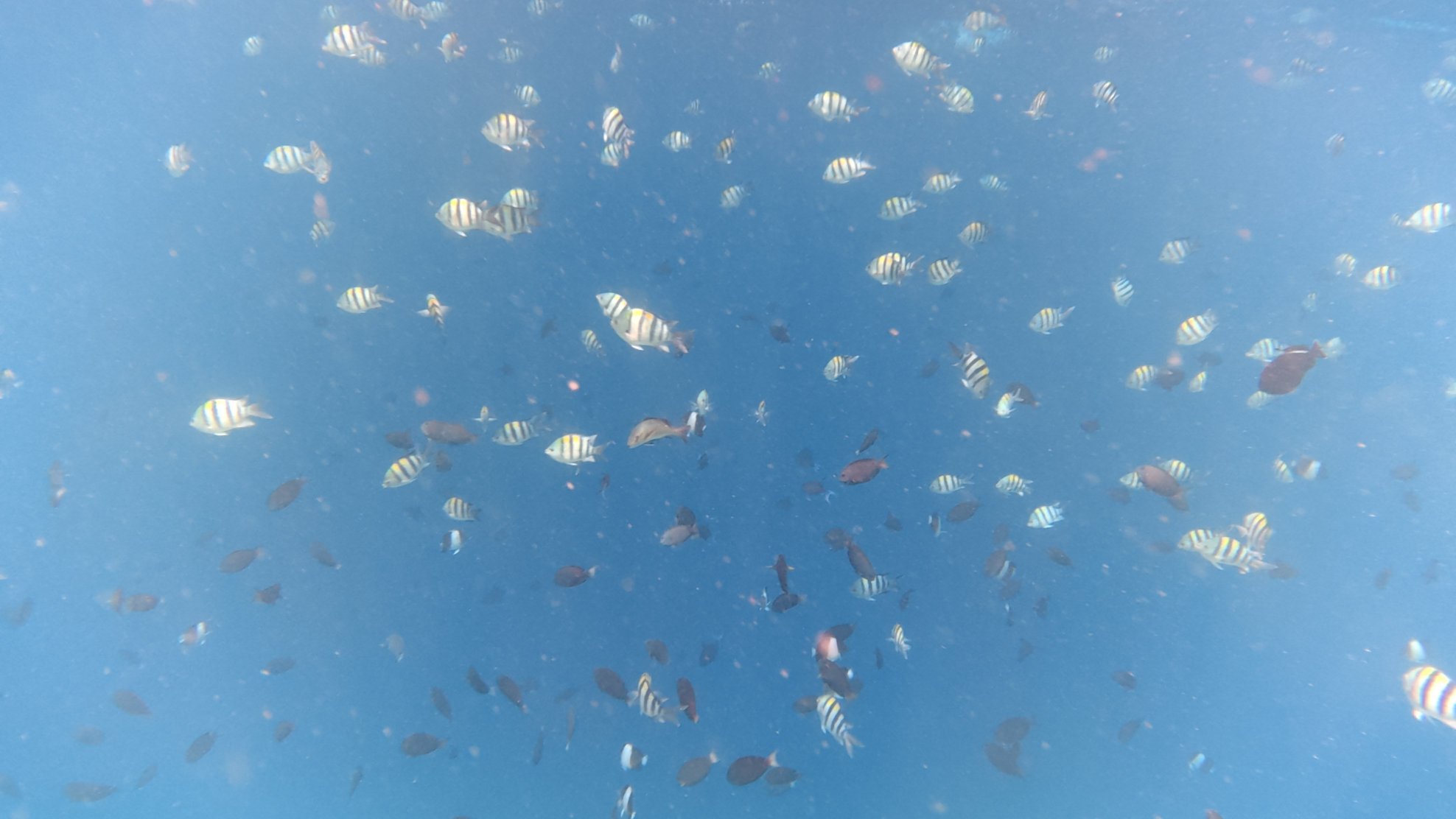 马尔代夫巴洛斯度假村-泳池