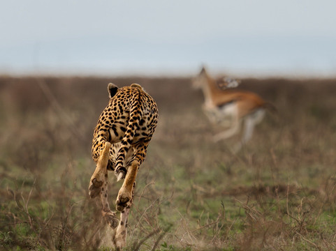 Rhythms of Nature-内罗毕必去景点