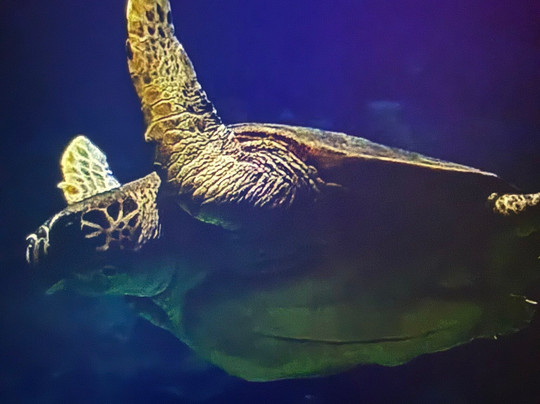 The Deep-赫尔河畔金斯顿必去景点