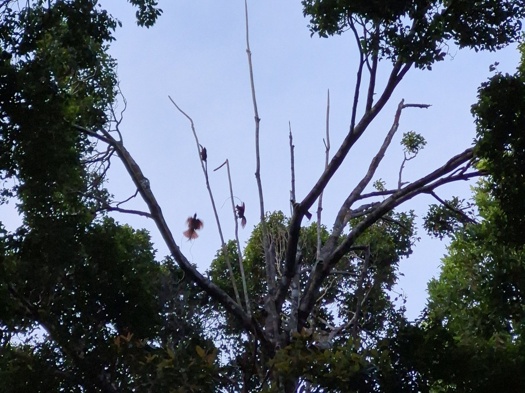 Warkesi Forest Park - Exotic Bird Watching Spot-Waisai必去景点