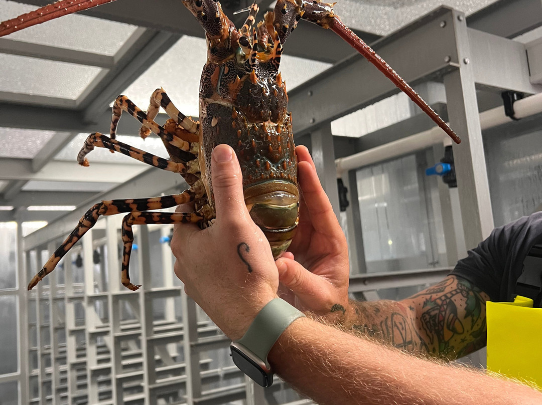 Behind the Scenes at Sydney Fish Market-悉尼必去景点