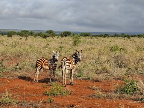 Lumo Community Wildlife Conservancy-Mwatate必去景点