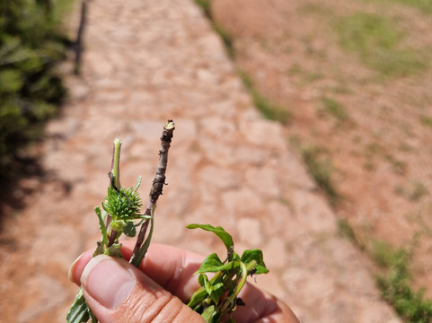 Sacred Expeditions Peru Tour Operator-奥扬泰坦博必去景点