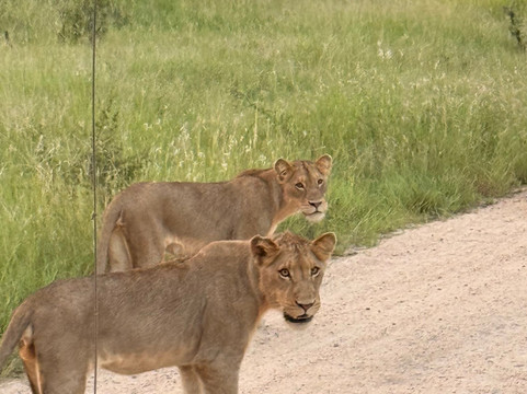 African Travel Consultants-Sabie Park必去景点