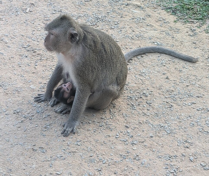 Ron Tuk Tuk Driver-暹粒必去景点