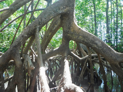 Pineapple Tours-主日镇必去景点