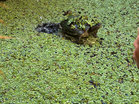 Rockhouse Spa-内格里尔必去景点