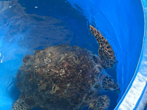 Pusat Ikan Hiasan-波德申必去景点