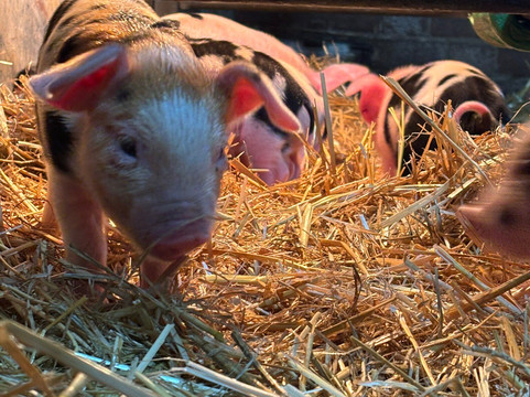 Wimpole Estate-Arrington必去景点