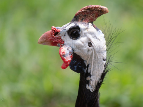 Zoo Das Aves-Pocos de Caldas必去景点