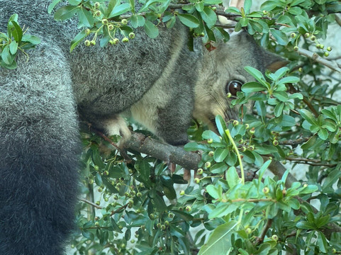 Old Bus Depot Markets-堪培拉必去景点