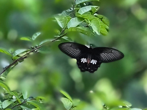 The Habitat Penang Hill-槟城岛必去景点