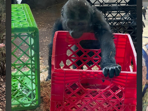 哥伦布动物园-Powell必去景点