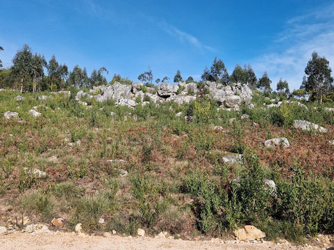 Mata Nacional do Bucaco-卢祖必去景点