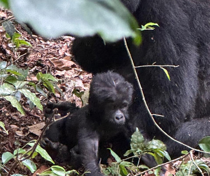 Go Gorilla Trekking-吉佳利必去景点