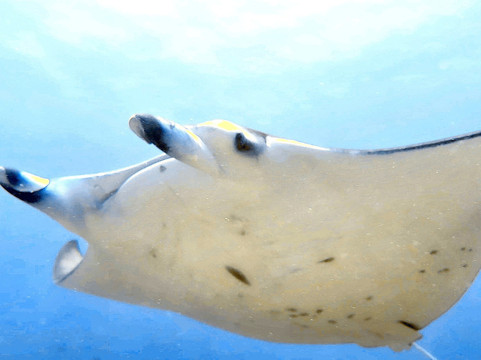 Dune Maldives-胡鲁马累必去景点