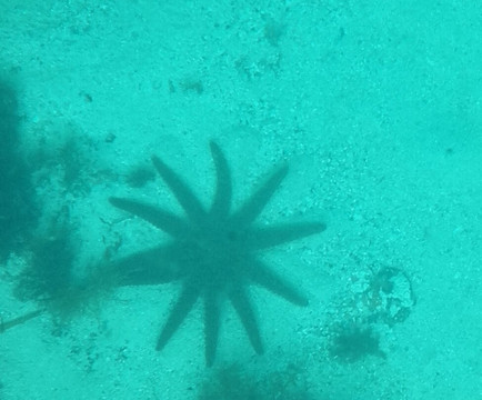 Bicheno's Glass Bottom Boat-比奇诺必去景点