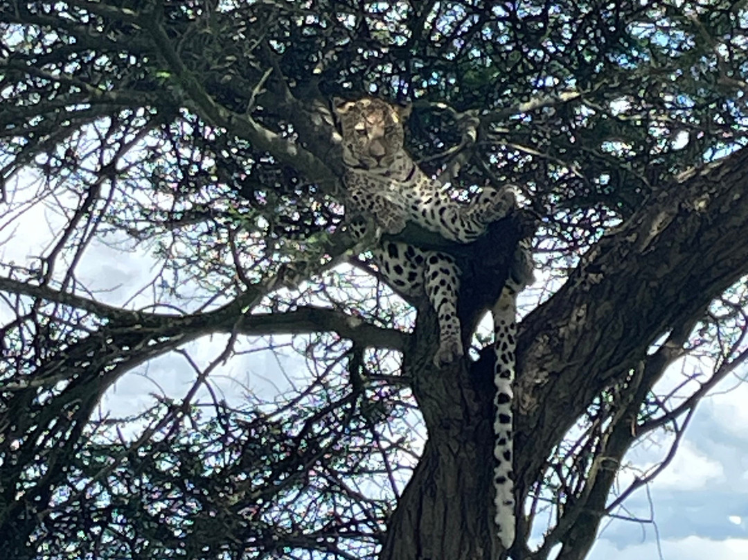 Bright Tanzania - Private climbing & Safari tours-莫西必去景点