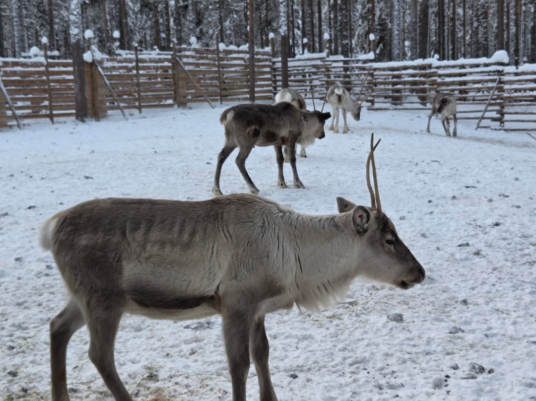 Wild About Lapland-罗瓦涅米必去景点