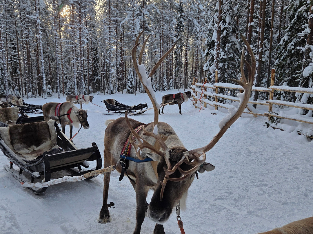 Wild About Lapland-罗瓦涅米必去景点