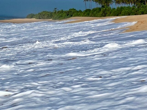 Turtle Conservation Project Turtle Watch-Rekawa必去景点