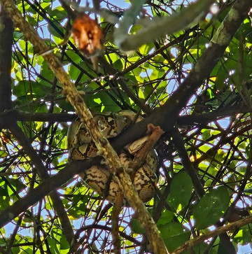 The Little Amazon-达瓜巴必去景点