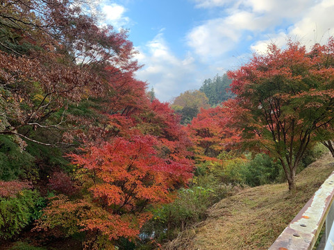 Maple Road-富津市必去景点
