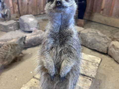 Wigfield Farm-巴恩斯利必去景点