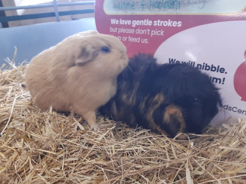 Rare Breeds Centre-Woodchurch必去景点