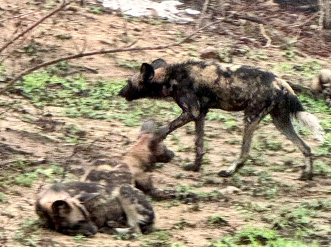 African Journey Safaris-霍德斯普鲁特必去景点