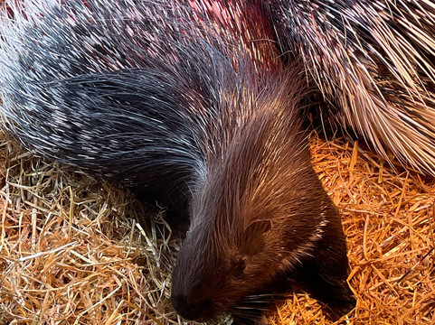 Secret Valley Wildlife Park-韦克斯福德必去景点